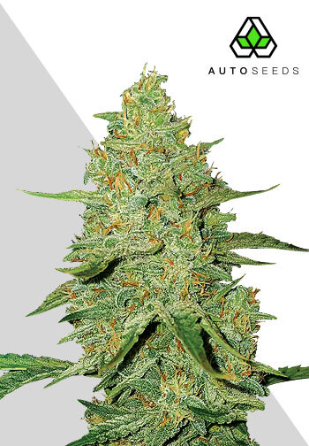 Acapulco Gold Auto
