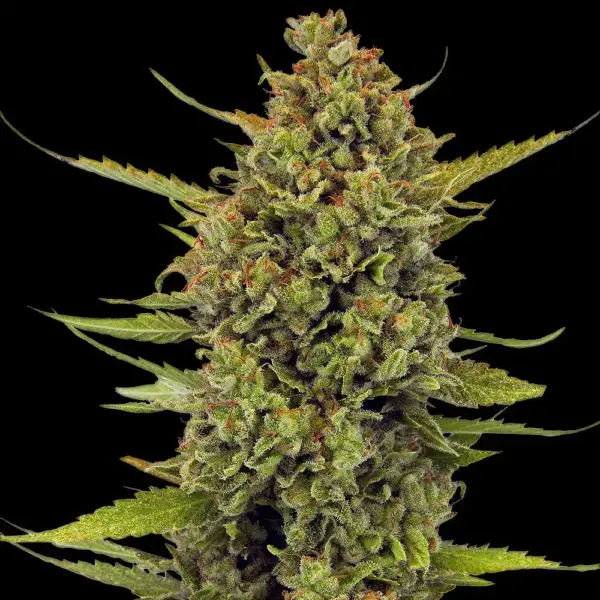 Acapulco Gold (F) – Cannabis Cup Winner! by Barney's Farm