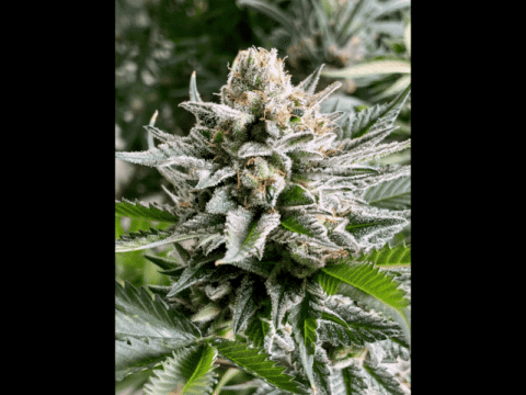 Diamondsnugz Afgooey Candy Blue