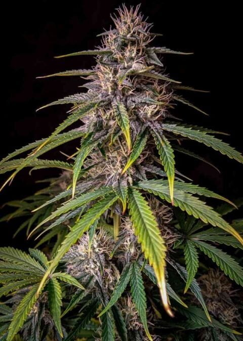 Close-up of a mature Alien vs. Triangle Auto cannabis plant with dense, resin-coated buds and green serrated leaves against a dark background.