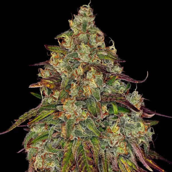 Amnesia Lemon (F) by Barney's Farm
