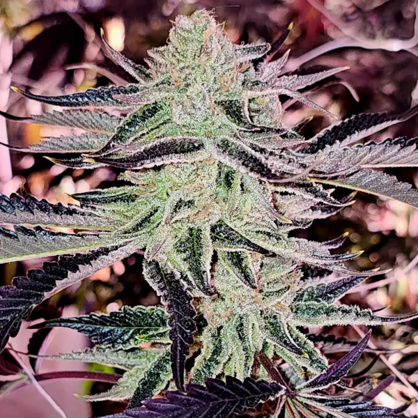 Aurelium Cannabis Seed by In House Genetics