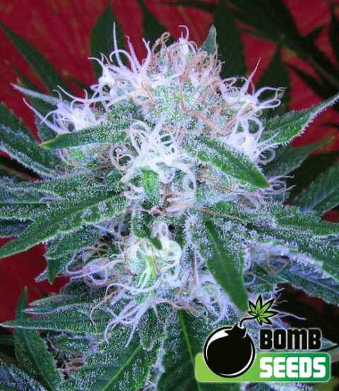 Auto Bomb