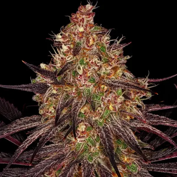 Ayahuasca Purple (F) by Barney's Farm