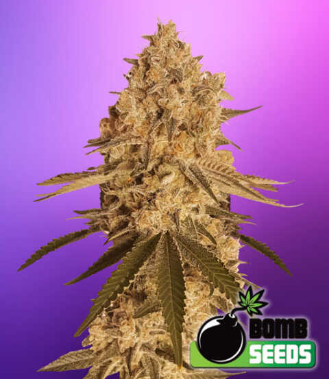 BakedBomb