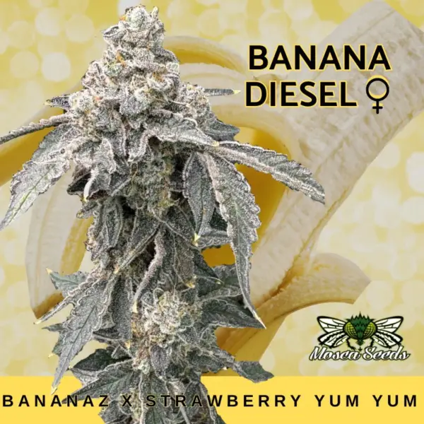 banana diesel cannabis seeds by mosca seeds