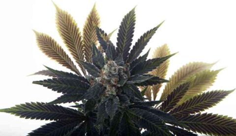 Mosca Seeds Banana Grape Soda Auto