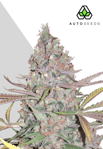 Auto Seeds Berry Ryder