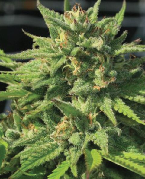 Close-up view of a Bigfoot Glue (F) cannabis plant with dense green buds and visible trichomes under natural light.