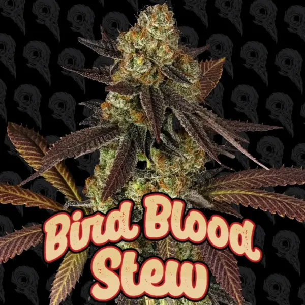 bird blood stew cannabis seeds by dirty bird genetics