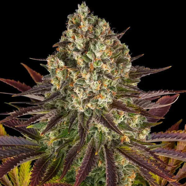 Biscotti (F) by Barney's Farm