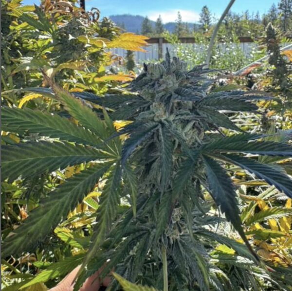 in house genetics black cherry gas weed seeds cannabis seeds marijuana seeds