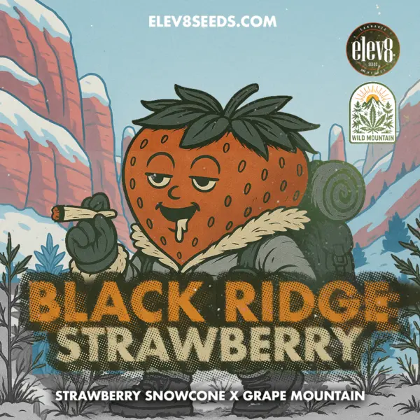 black ridge strawberry cannabis seeds by elev8 seeds