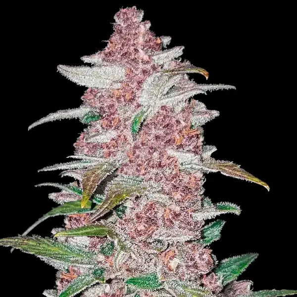 Blackberry Auto by Fast Buds