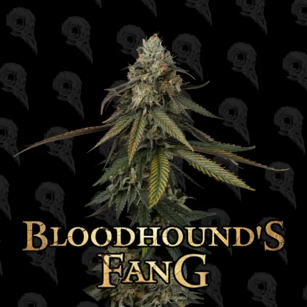 Bloodhound's Fang Cannabis Seeds by Dirty Bird Genetics