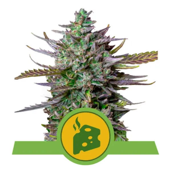 Blue Cheese Auto by Royal Queen Seeds
