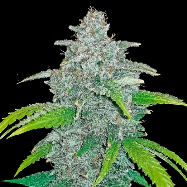 Blue Dream Auto by Fast Buds