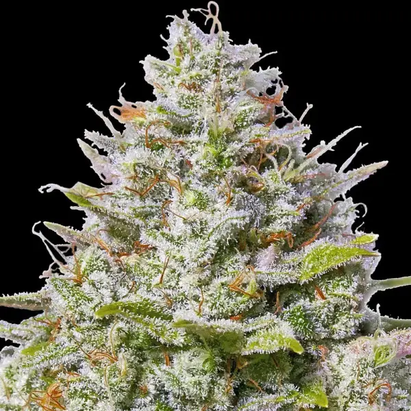 Blue Gelato 41 (F) by Barney's Farm