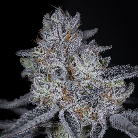 blue lime runtz cannabis seeds by sin city seeds