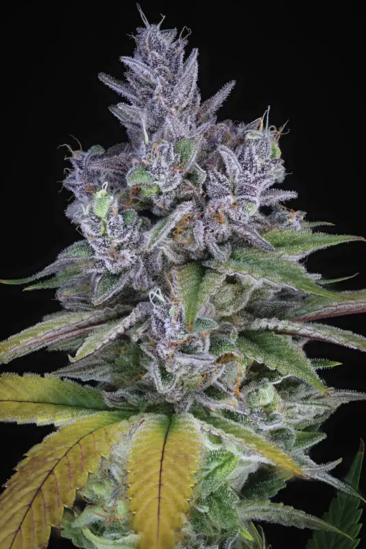 Blue Power IX2 > Sin City Seeds