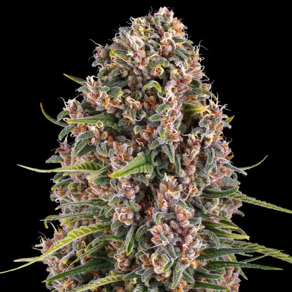Blue Cheese (Formerly Blueberry Cheese) (F) by Barney's Farm