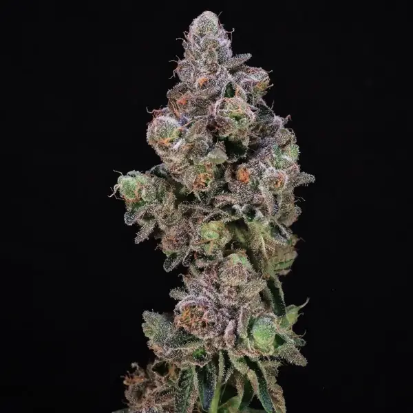 Blueberry Swirl Cannabis Seed by Atlas Seed