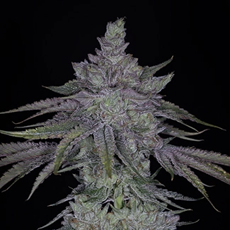 broke da mouth cannabis seeds by sin city seeds