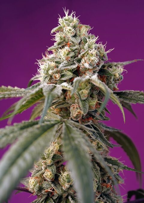 Sweet Seeds Bruce Banner Auto