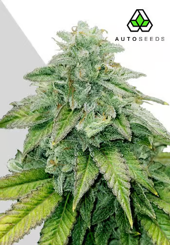 Bruce Banner Auto by Auto Seeds