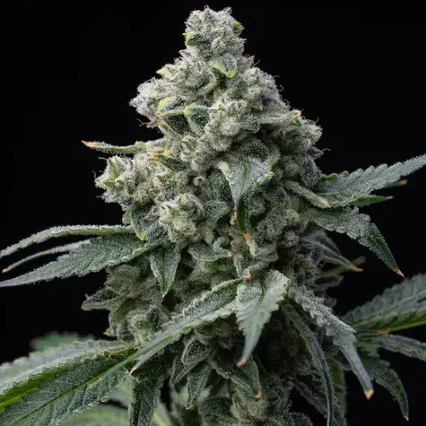Bruce Banner cannabis seeds by Barney's Farm