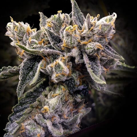 Bruised Bananas (F) by DNA Genetics