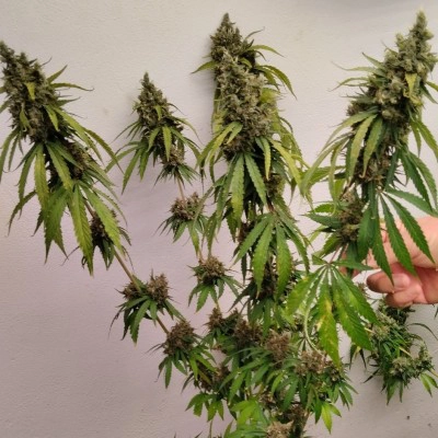 Brume of Incense Cannabis Seeds by Ace Seeds