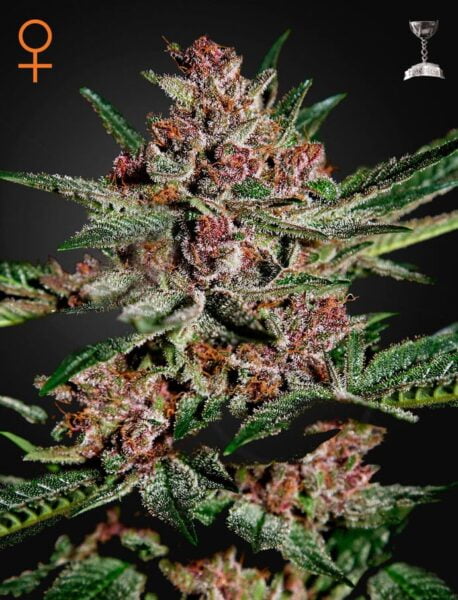 Greenhouse Seed Co. Bubba Kush