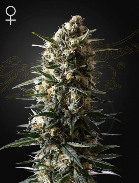 Greenhouse Seed Co. Bubba Slush