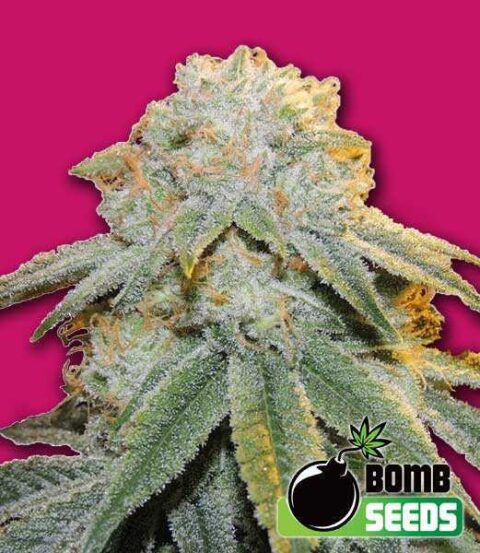 Bomb Seeds > Bubble Bomb cannabis seeds, marajuana seeds, weed seeds
