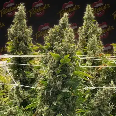 Tall, dense cannabis plants with large buds are supported by white netting against a black background featuring a "Tastebudz" logo pattern and the name Bubble Runtz (F).