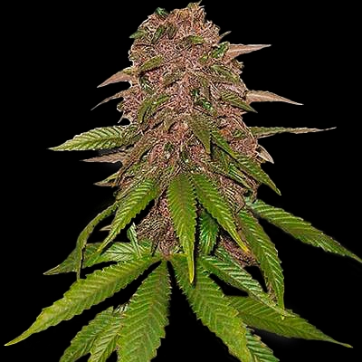 C4 Auto Cannabis Seeds by Fastbuds