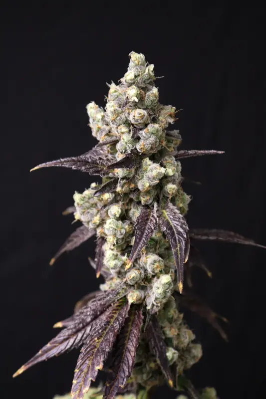 Cajun Quake Cannabis Seeds by Lovin in Her Eyes