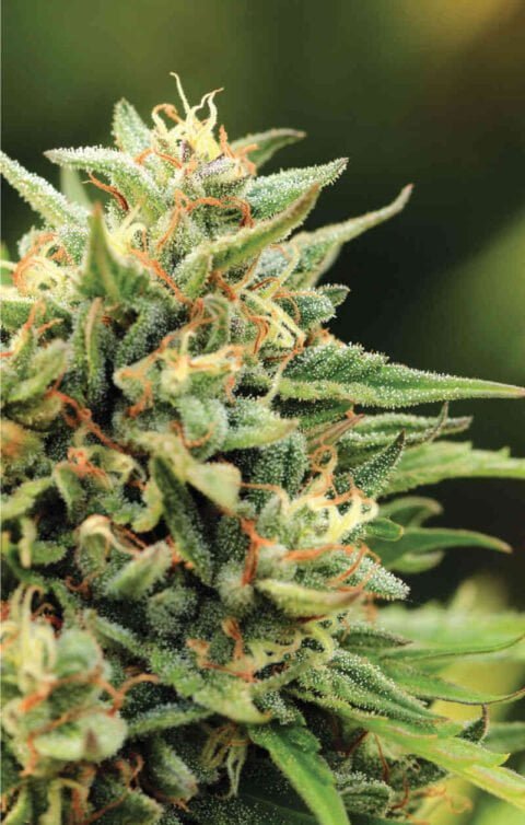 Humboldt Seed Co. California Sour Diesel
