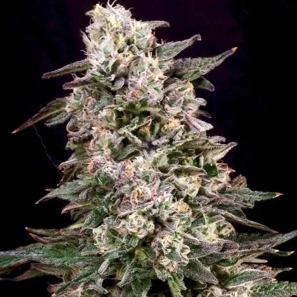 Cheetah the Hut (F) by Atlas Seed