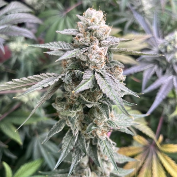 Chemical Soul Cannabis Seeds by Elev8 Seeds