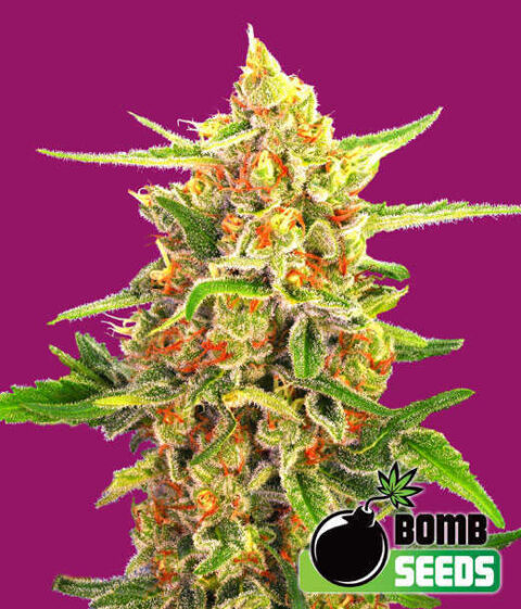 Bomb Seeds > Cherry Bomb cannabis seeds, marijuana seeds, weed seeds