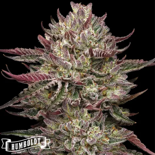 Chicken N’ Wafflez (F) by Humboldt Seed Co.