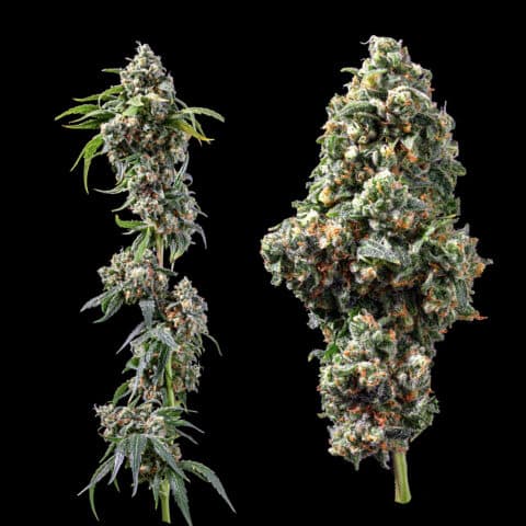 Chocolope (F) by DNA Genetics