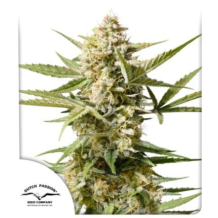 Close-up image of a fully grown Cinderella Jack Auto cannabis plant with dense buds and green leaves. The Dutch Passion Seed Company logo is visible at the bottom left corner.