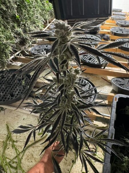 in house genetics citrus dream weed seeds cannabis seeds marijuana seeds