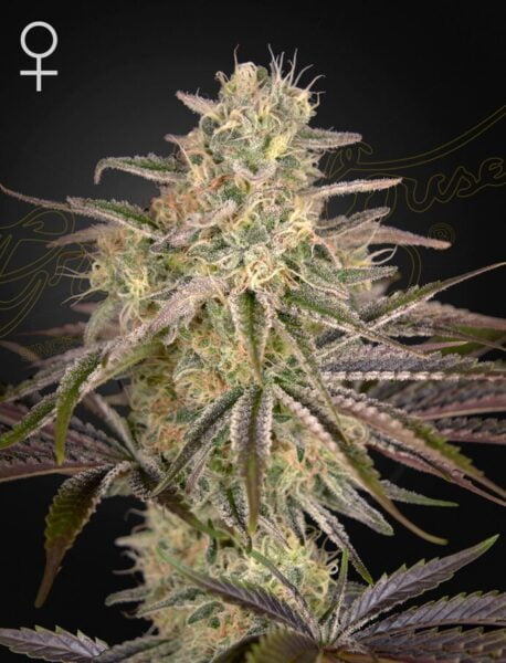 Greenhouse Seed Co. Cloudwalker