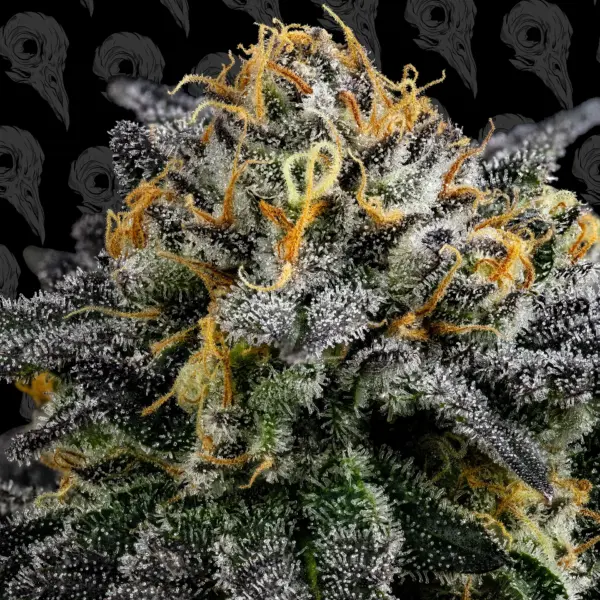 Cold Queso (F) by Dirty Bird Genetics