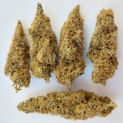 Colossus Cannabis Seeds by Ace Seeds