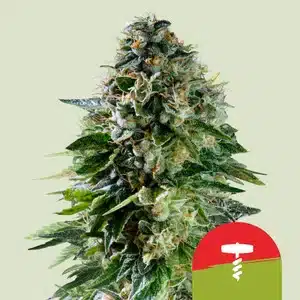 Royal Queen Seeds > Corkscrew Auto